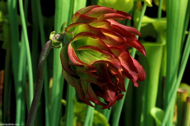 WR Flower 7.jpg
