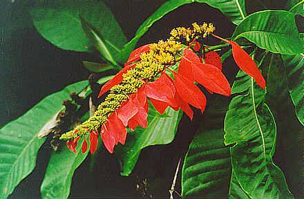 WR Flower 8.jpg