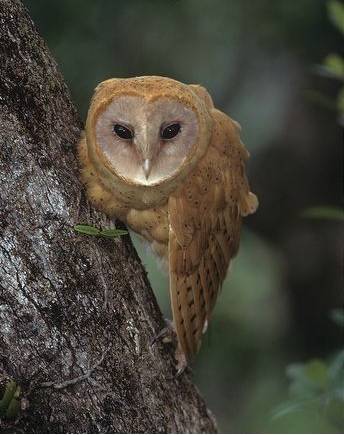 owl.jpg