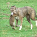 Hunting.png