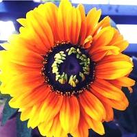 WR Flower 3.jpg