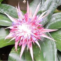 WR Flower 5.jpg