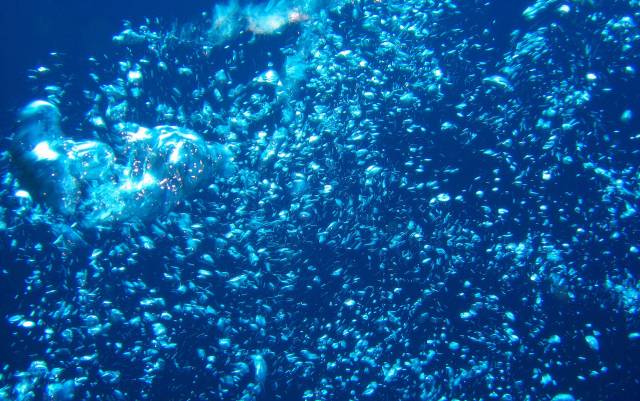 bubbles.jpg