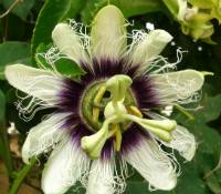 erstwhileflower.jpg