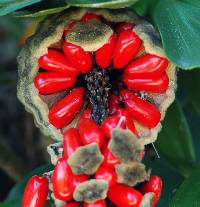 redongoflower.jpg