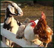animals1.jpg