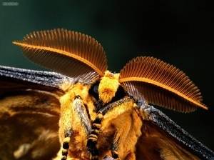 close up comet moth.jpg