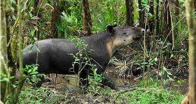 adult tapir.jpg