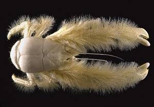 yeti crab.jpg