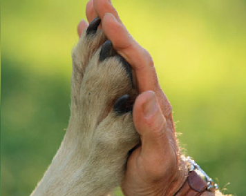 Paw and Hand.png