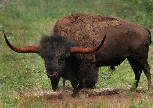 bison3.jpg