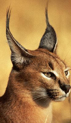 caracal.png