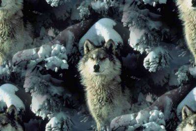 wolf.jpg