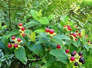berry.jpg