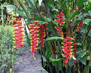 firecracker flowers.jpg