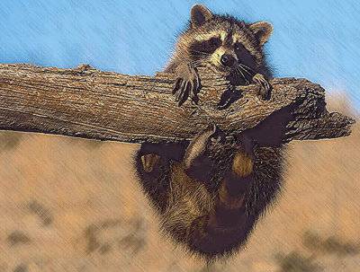 raccoon.jpg