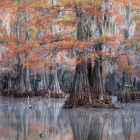 Swamp.jpg
