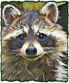 BrigRaccoon1.jpg