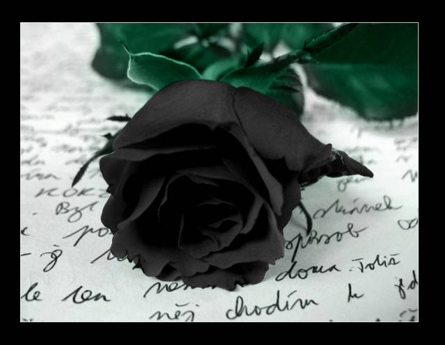 Black_Rose_by_Ketmara.jpg