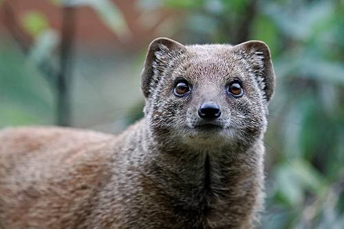 meet_the_mongoose_by_snowporing-d32rz4l.jpg