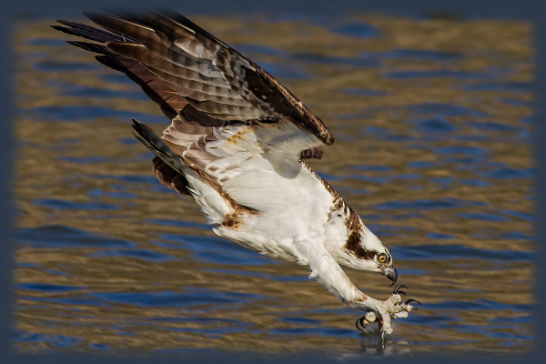 Osprey Top.png