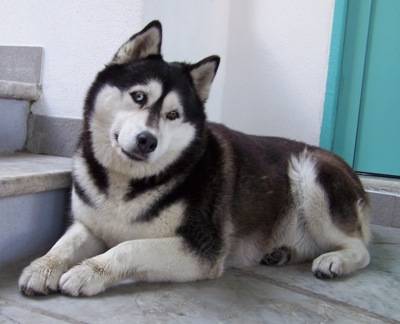 AlaskanMalamuteWinnieAdult4YearsOldPurebredDog.jpg