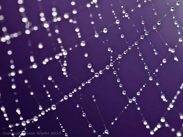 10057207413_dc09fa9ed6_c.jpg