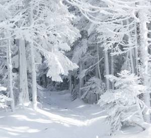 blizzard_traces-wallpaper-800x600 (300x274).jpg