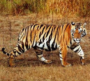 tigermodel.jpg