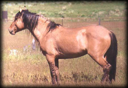 aurinko2.png