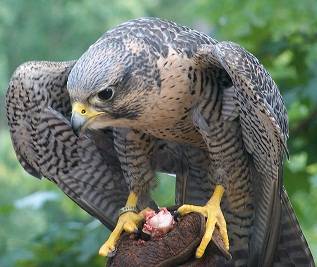 Falcon_by_SRT202.jpg