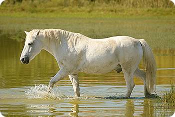 White_Horse_2116556.jpg