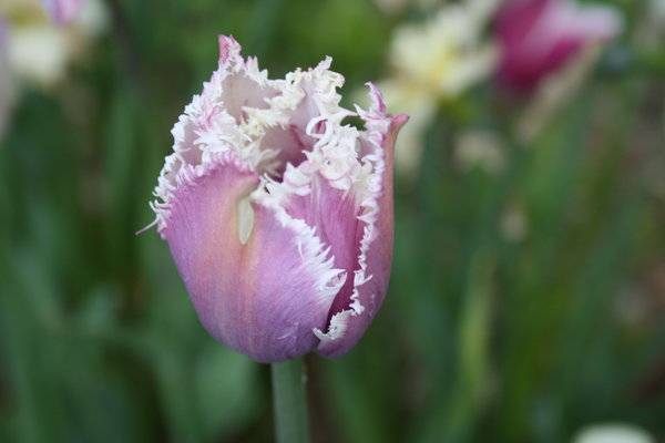 Weird_Looking_Purple_Flower_by_KXSakuraba.jpg