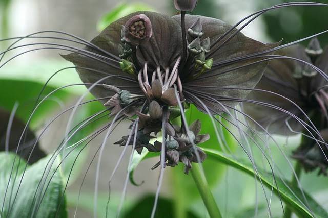 bat-flower-predator-plant.jpg