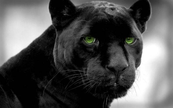 Green Eyed Panther.jpg