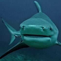Bull-Shark-(1).jpg