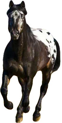 zavian.png