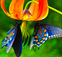 Jeweler Butterfly.png