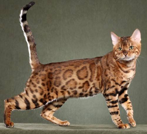 bengal-cat-6.jpg