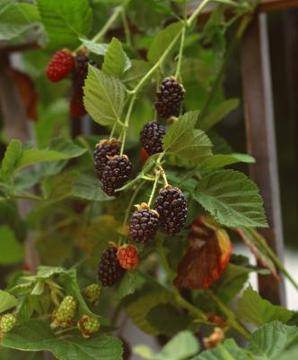 Berries-red.jpg