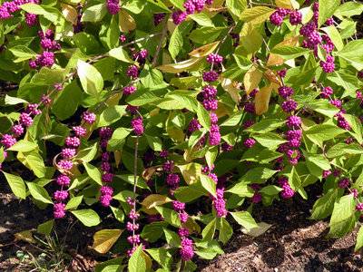 Berries-purple-RS.jpg