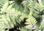 smallfern.jpg