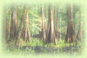 smallswampcyprus.jpg