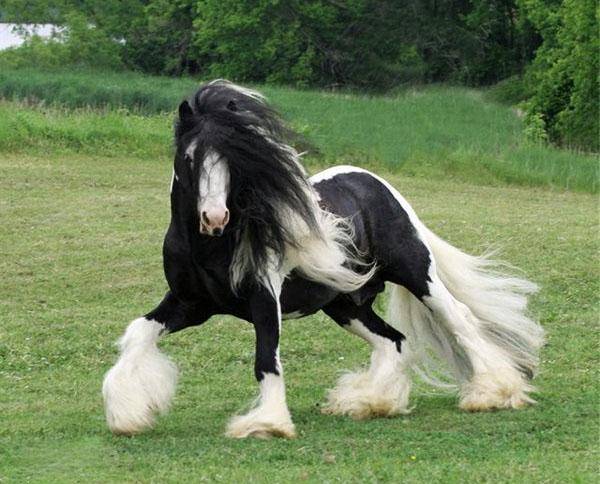 Roane horse2.jpg