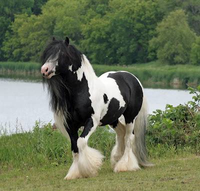 Roane horse5.jpg