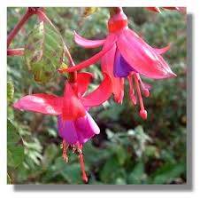 Fuchsia.jpg