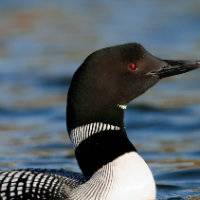 20100630-loons-1D4-007-23.jpg