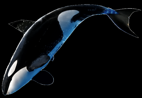 TOP.png