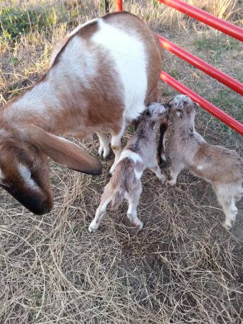 the goats.jpg