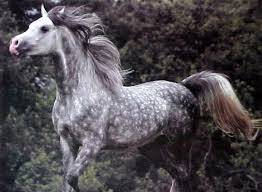 prettygreyhorseimages.jpg